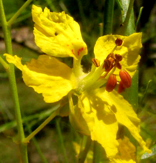 Jerusalem-thorn, PARKINSONIA ACULEATA, flower