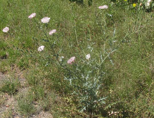 Red Prickly Poppy, ARGEMONE SANGUINEA, white-flowered plant