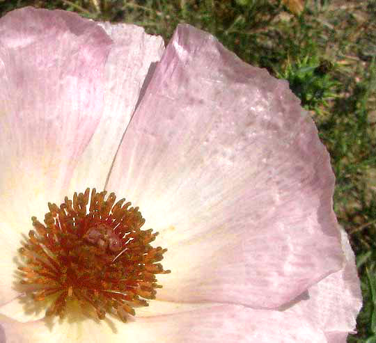 Red Prickly Poppy, ARGEMONE SANGUINEA, red-tinged white flower