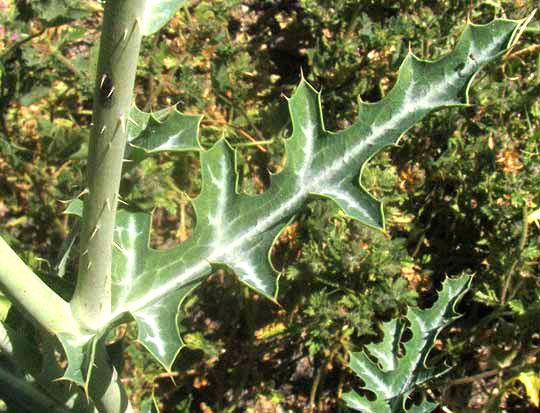 Red Prickly Poppy, ARGEMONE SANGUINEA. leaf & stem