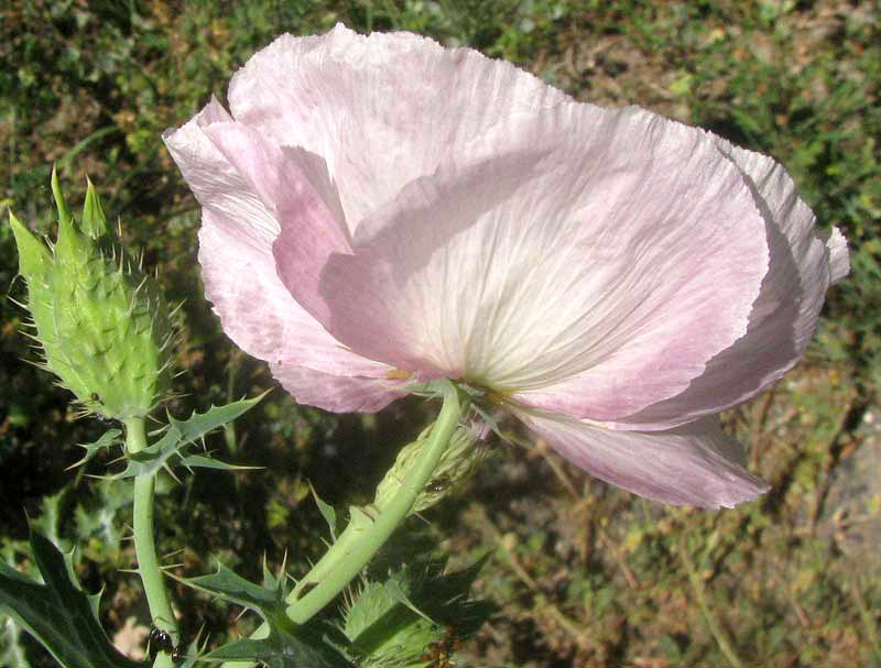 Red Prickly Poppy, ARGEMONE SANGUINEA, flower and flower bud