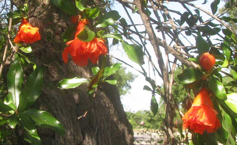 Flowering Pomegranate, PUNICA GRANATUM