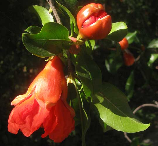 Flowering Pomegranate, PUNICA GRANATUM, flower showing calyx