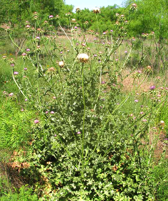  Milk Thistle, SILYBUM MARIANUM