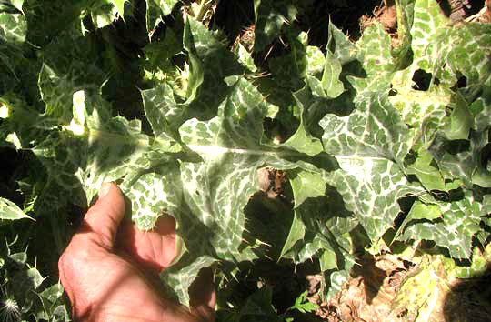  Milk Thistle, SILYBUM MARIANUM, leaf