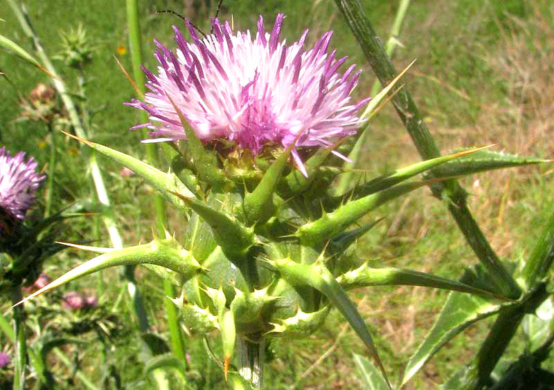  Milk Thistle, SILYBUM MARIANUM, flowering head