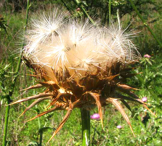  Milk Thistle, SILYBUM MARIANUM, fruiting head