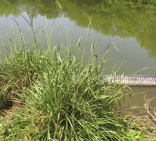 Eastern Gamagrass, TRIPSACUM DACTYLOIDES