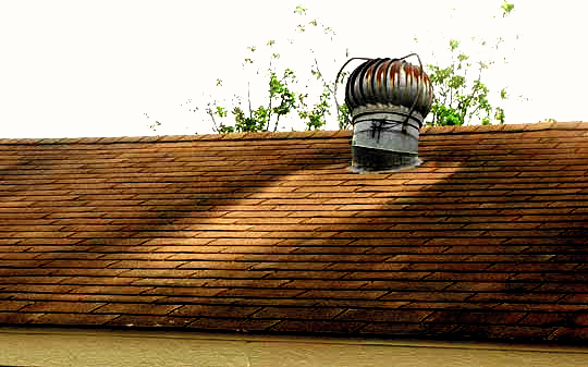 Lichen death on roof