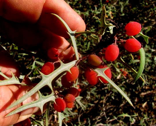 Agarita, BERBERIS TRIFOLIOLATA, fruits