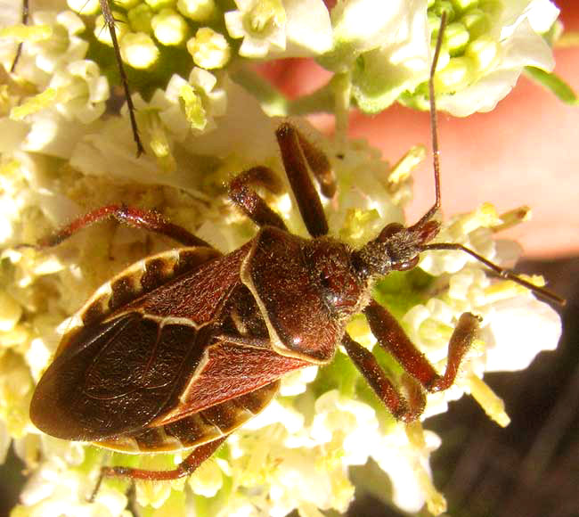 Bee Assassin, APIOMERUS SPISSIPES