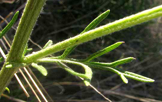 Chalk Hill Woollywhite, HYMENOPAPPUS TENUIFOLIUS, leaf