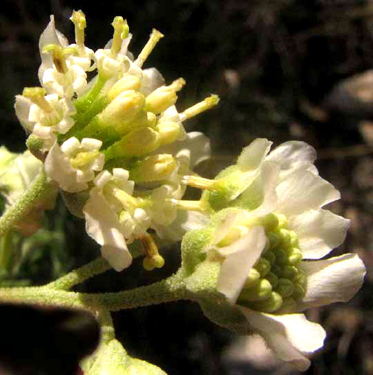 Chalk Hill Woollywhite, HYMENOPAPPUS TENUIFOLIUS, phyllaries