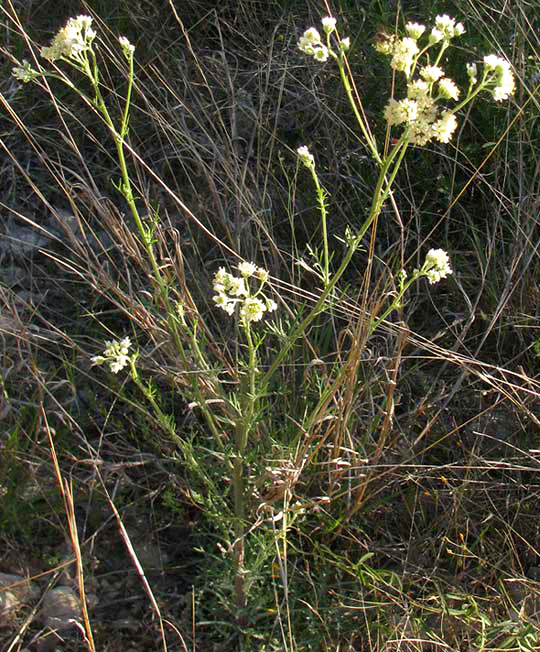 Chalk Hill Woollywhite, HYMENOPAPPUS TENUIFOLIUS