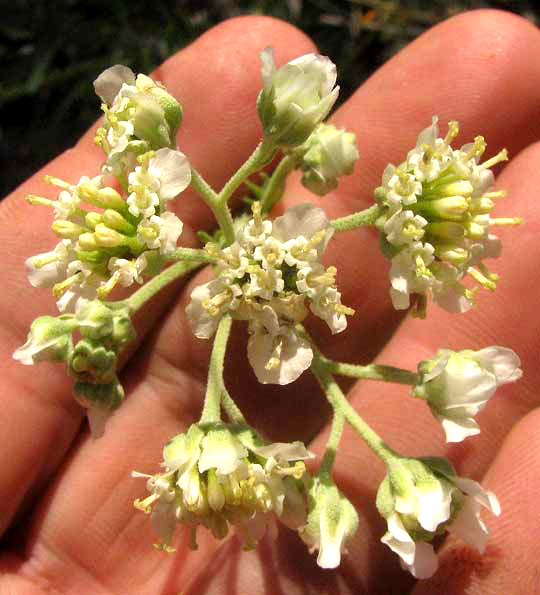 Chalk Hill Woollywhite, HYMENOPAPPUS TENUIFOLIUS, inflorescence showing phyllaries