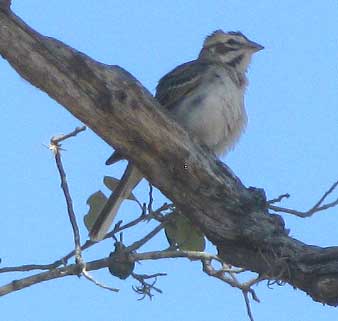 Lark Sparrow, male, CHONDESTES GRAMMACUS