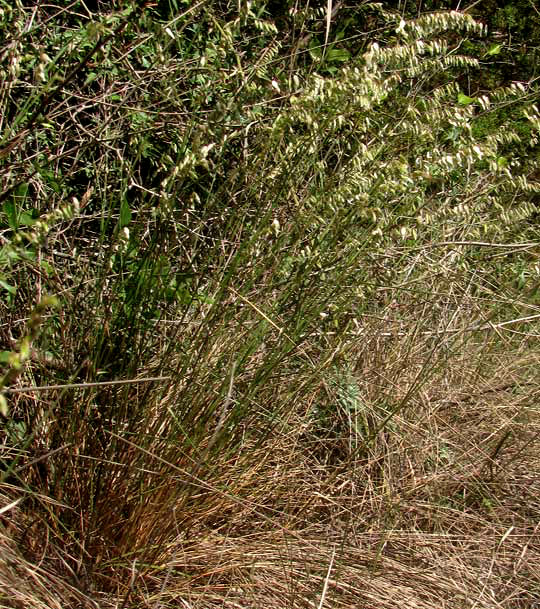 Three-flowered Melic Grass, MELICA NITENS