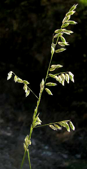 Three-flowered Melic Grass, MELICA NITENS, inflorescence