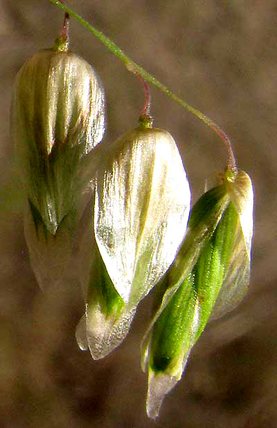 Three-flowered Melic Grass, MELICA NITENS, spikelets showing long glumes