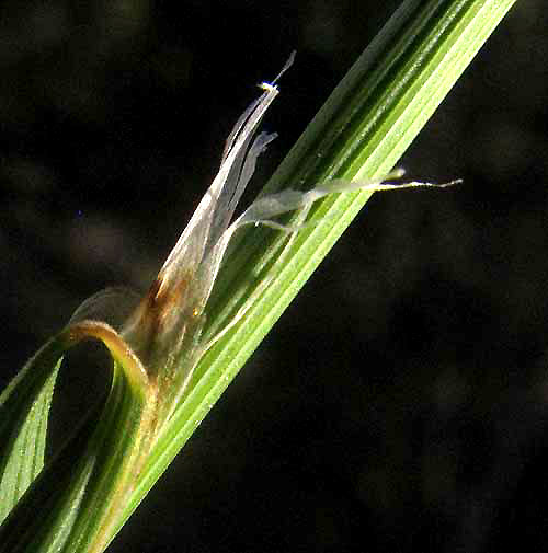 Three-flowered Melic Grass, MELICA NITENS, ligule