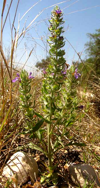 Texas Sage, SALVIA TEXANA