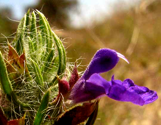 Texas Sage, SALVIA TEXANA, flower seen from side