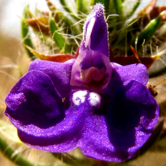 Texas Sage, SALVIA TEXANA, flower from front