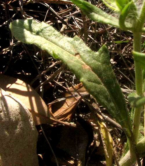 Texas Sage, SALVIA TEXANA, leaf