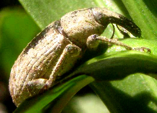 Weevil, NOTIODES?