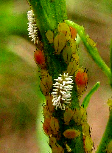 Ladybug larvae the tribe Scymnini