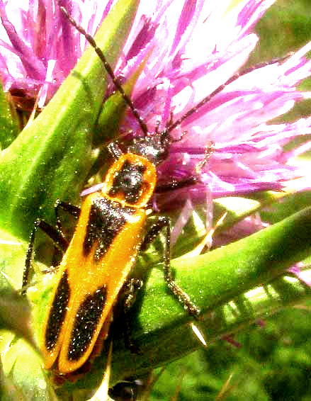 Texas Soldier Beetle, Chauliognathus scutellaris