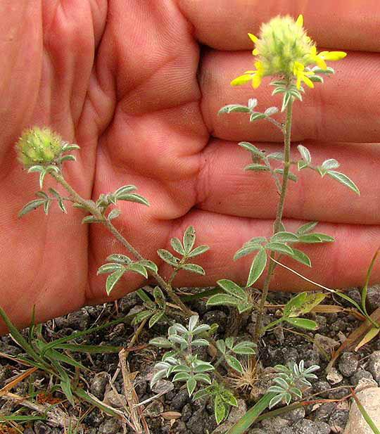 Dwarf Prairie-clover, DALEA RUBESCENS