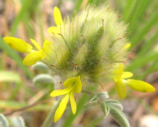 Dwarf Prairie-clover, DALEA RUBESCENS, flowering head showing bracts