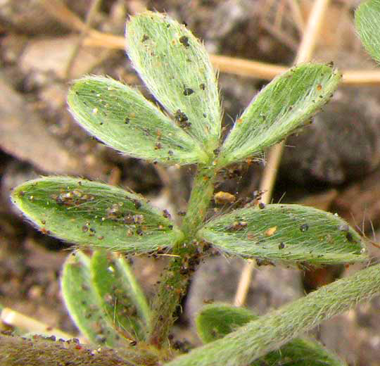 Dwarf Prairie-clover, DALEA RUBESCENS, leaf