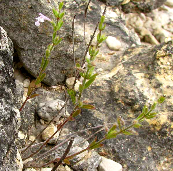 Drummond's False Pennyroyal, HEDEOMA DRUMMONDII