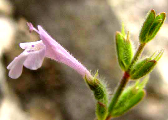 Drummond's False Pennyroyal, HEDEOMA DRUMMONDII, flower