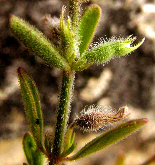 Drummond's False Pennyroyal, HEDEOMA DRUMMONDII, hairy stems, leaves and calyxes