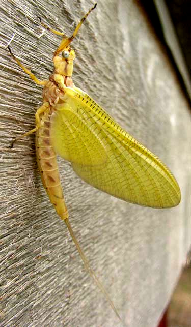 Subimago ofHex Mayfly, HEXAGENIA LIMBATA