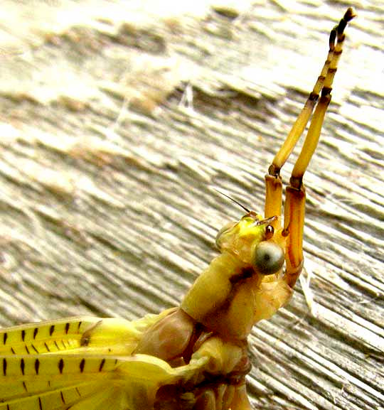 Subimago ofHex Mayfly, HEXAGENIA LIMBATA, close-up of front end