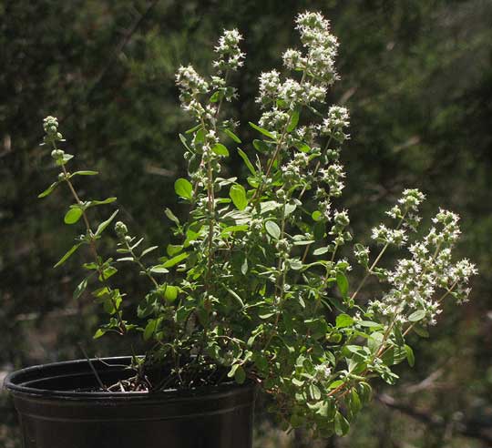 Marjoram, ORIGANUM MAJORANA