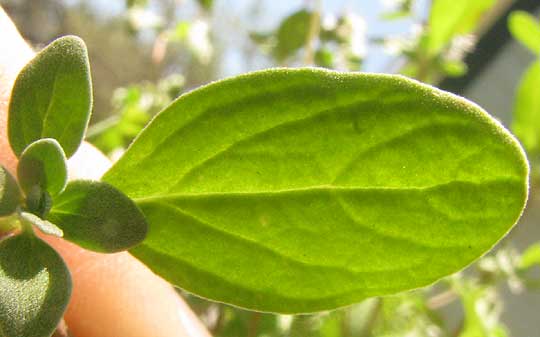 Marjoram, ORIGANUM MAJORANA, leaf