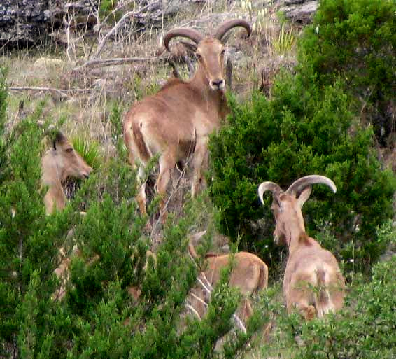 Aoudad Sheep, AMMOTRAGUS LERVIA