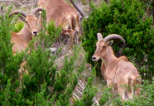 Aoudad Sheep, AMMOTRAGUS LERVIA