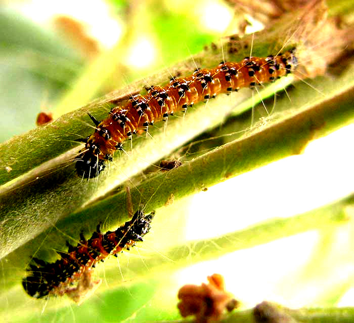 Sophora Worm, URESIPHITA REVERSALIS