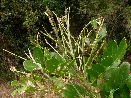 leaves of Mescalbean, Sophora secundiflora, eaten by Sophora Worm, URESIPHITA REVERSALIS