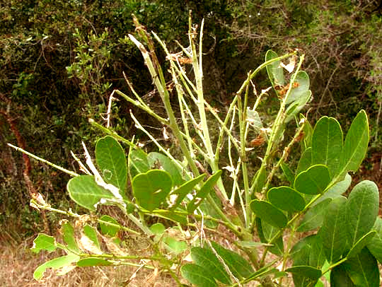 leaves of Mescalbean, Sophora secundiflora, eaten by Sophora Worm, URESIPHITA REVERSALIS