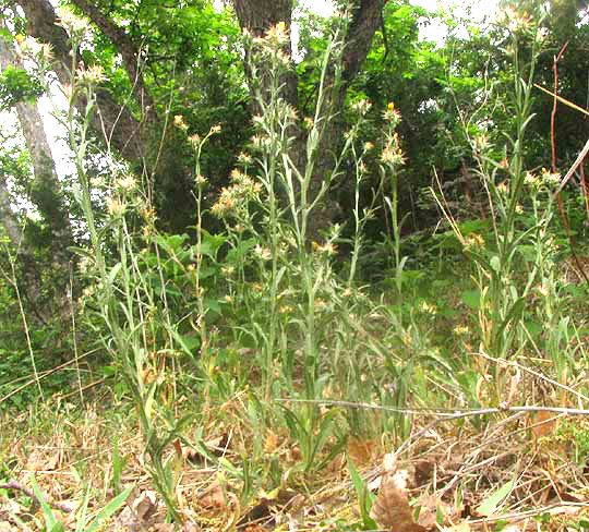 Maltese Star-thistle, CENTAUREA MELITENSIS