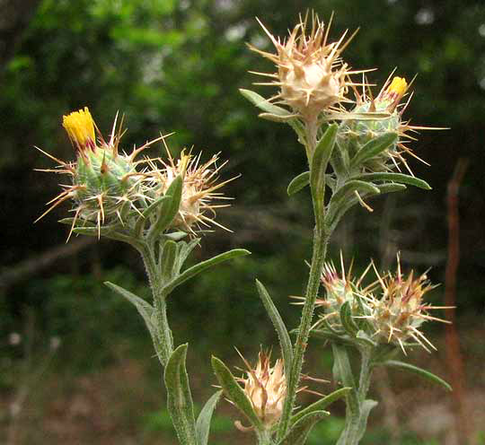 Maltese Star-thistle, CENTAUREA MELITENSIS, flowering & fruiting heads