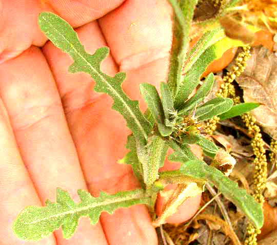 Maltese Star-thistle, CENTAUREA MELITENSIS, leaves