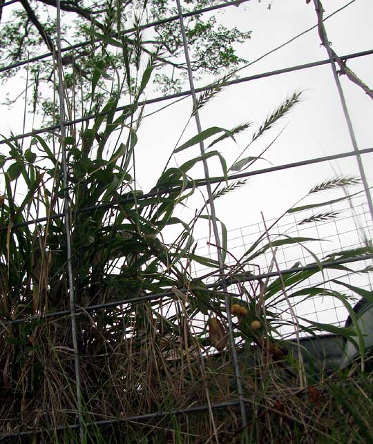 Canada Wild Rye, ELYMUS CANADENSIS